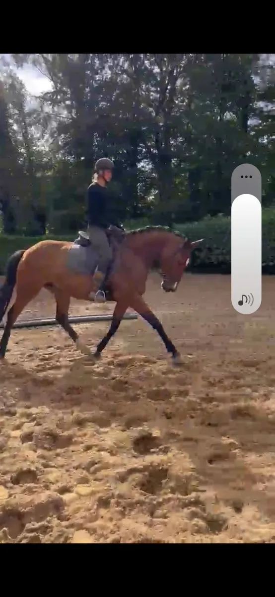 Eventer/Show jumper - Image 4