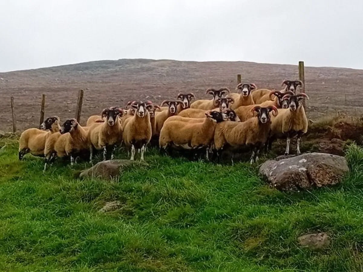 Castlewellan Blackface Sheep Breeders Sale - Image 4