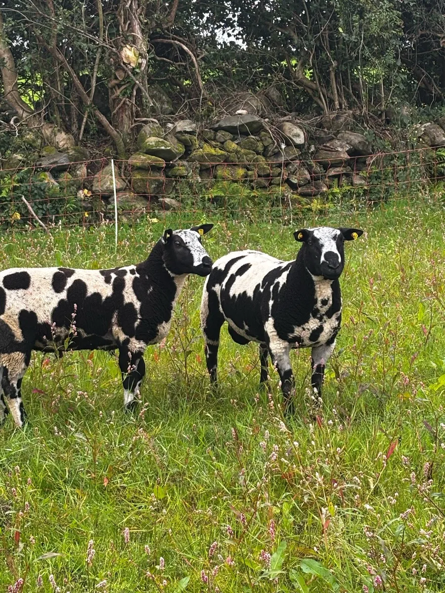 PBR Dutch Spotted Rams - Image 1