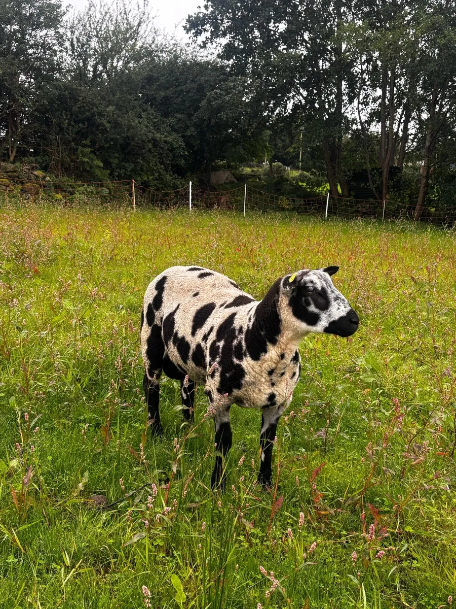 PBR Dutch Spotted Rams - Image 2