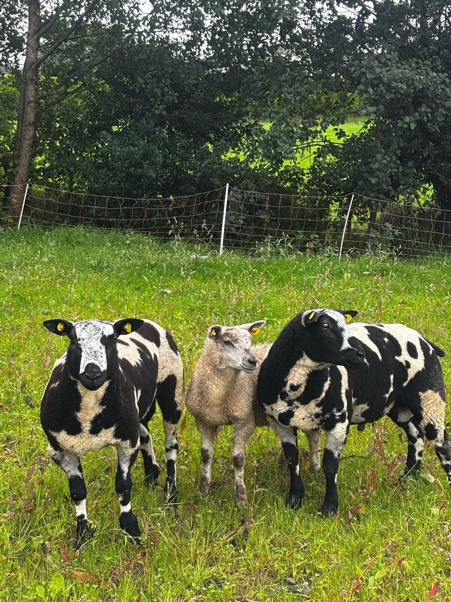 PBR Dutch Spotted Rams - Image 3