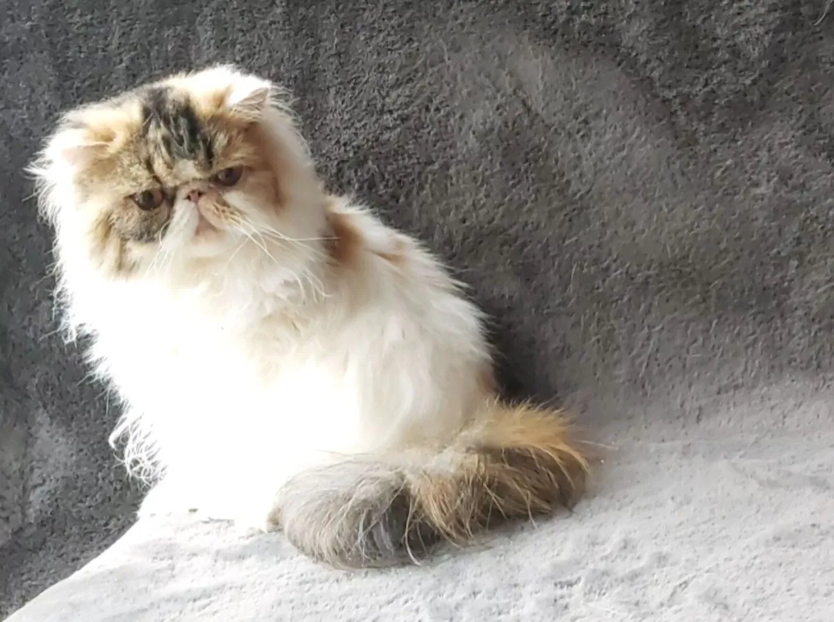 Pure Persian cat  long hair - Image 4