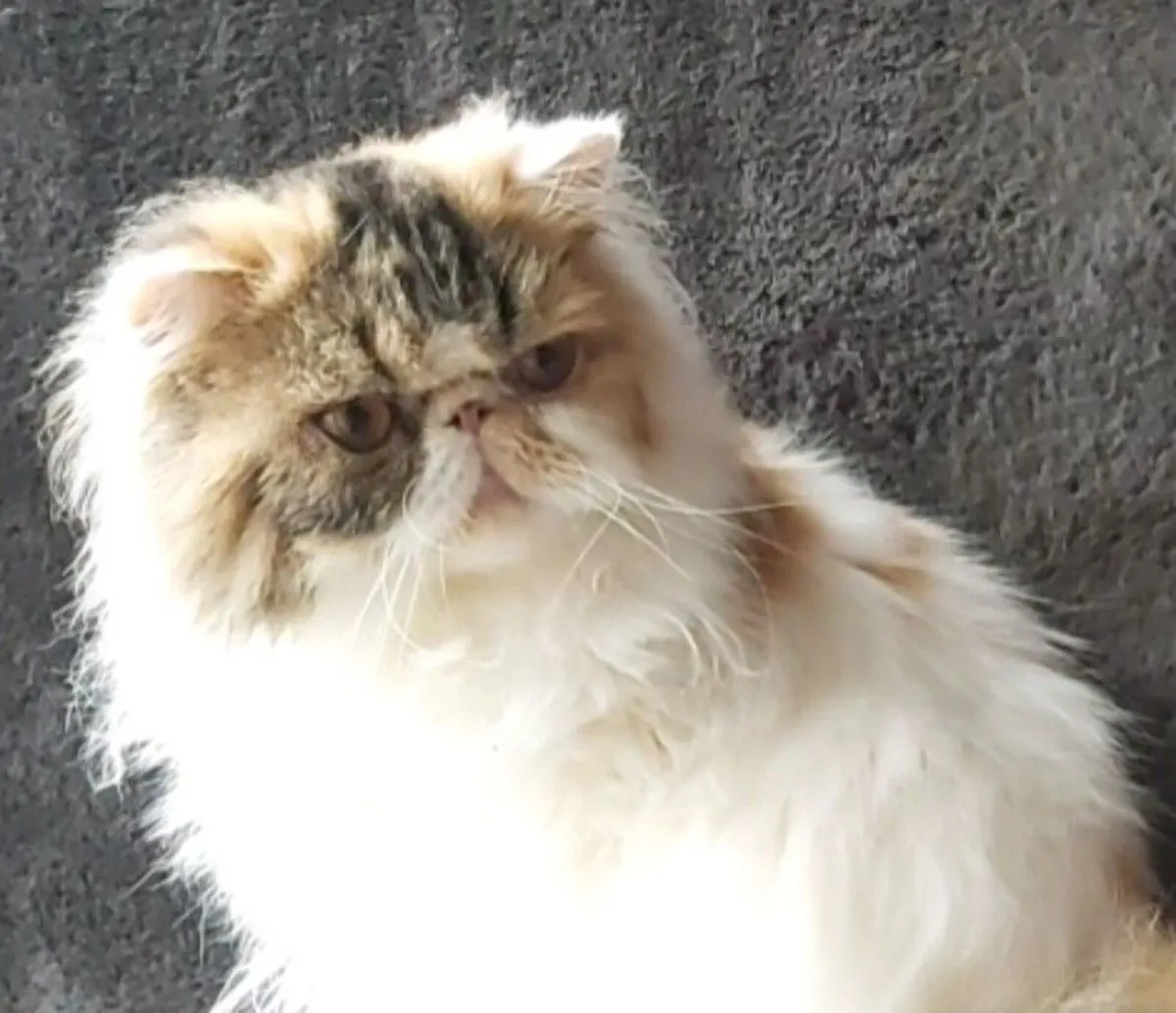 Pure Persian cat  long hair - Image 2