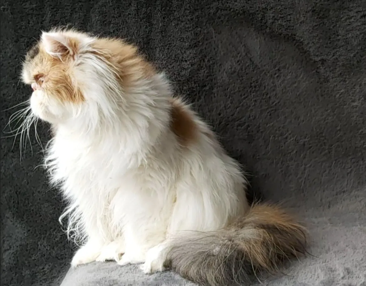 Pure Persian cat  long hair - Image 3