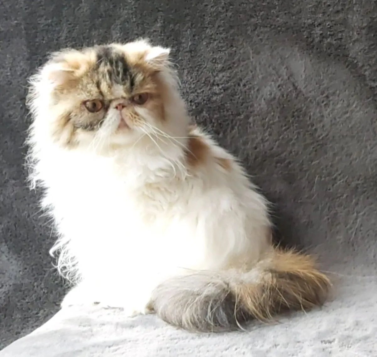 Pure Persian cat  long hair - Image 1