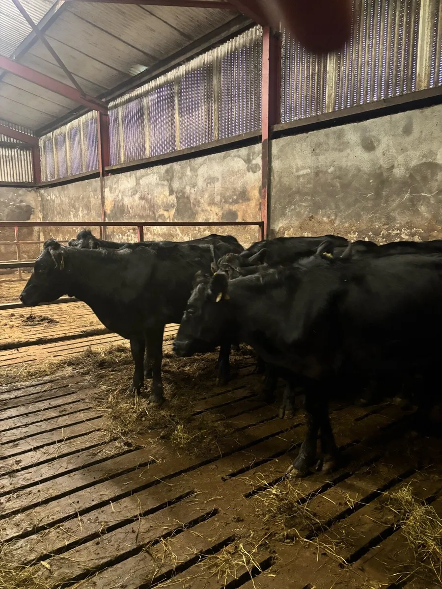 10 AAX heifers - Image 3