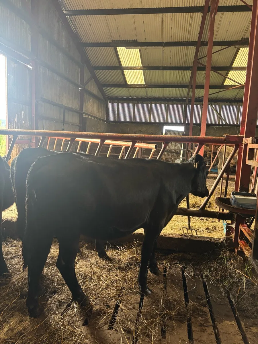 10 AAX heifers - Image 1