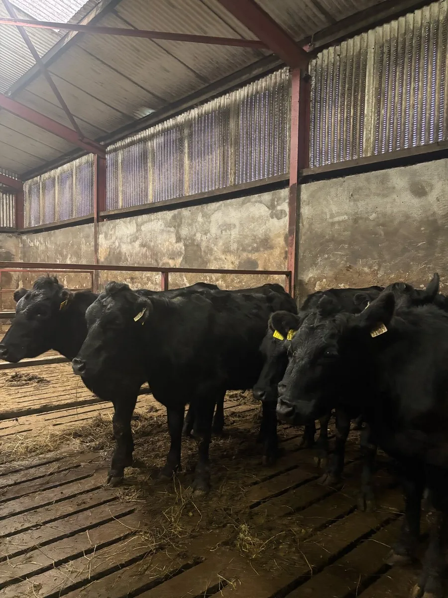 10 AAX heifers - Image 2