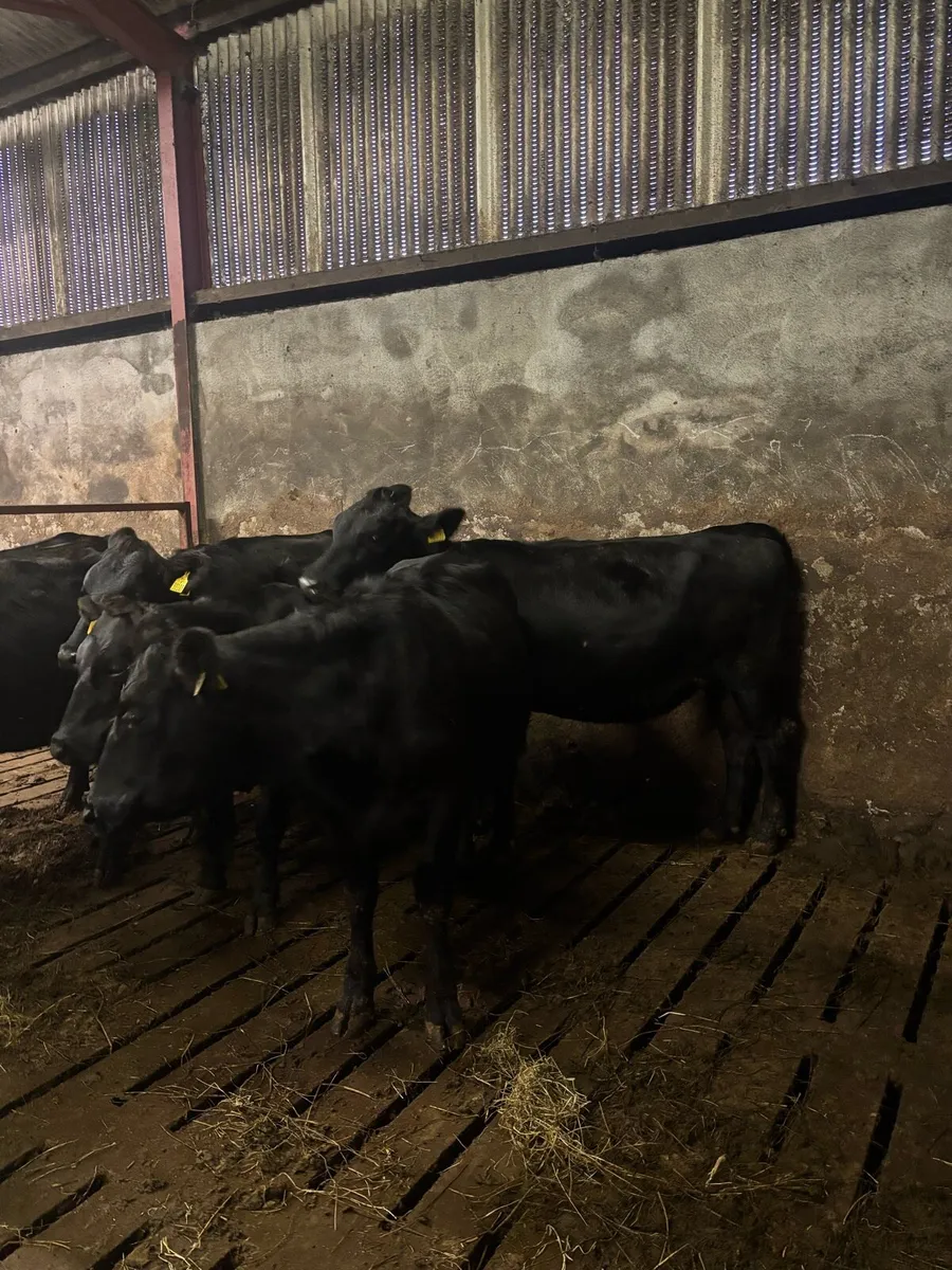 10 AAX heifers - Image 4