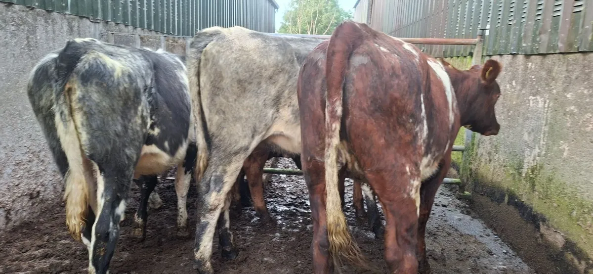 Roan Shorthorn  Heifers - Image 2