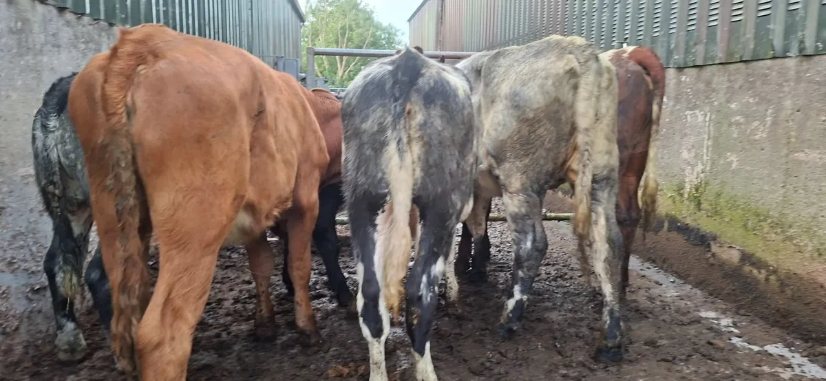Roan Shorthorn  Heifers - Image 3