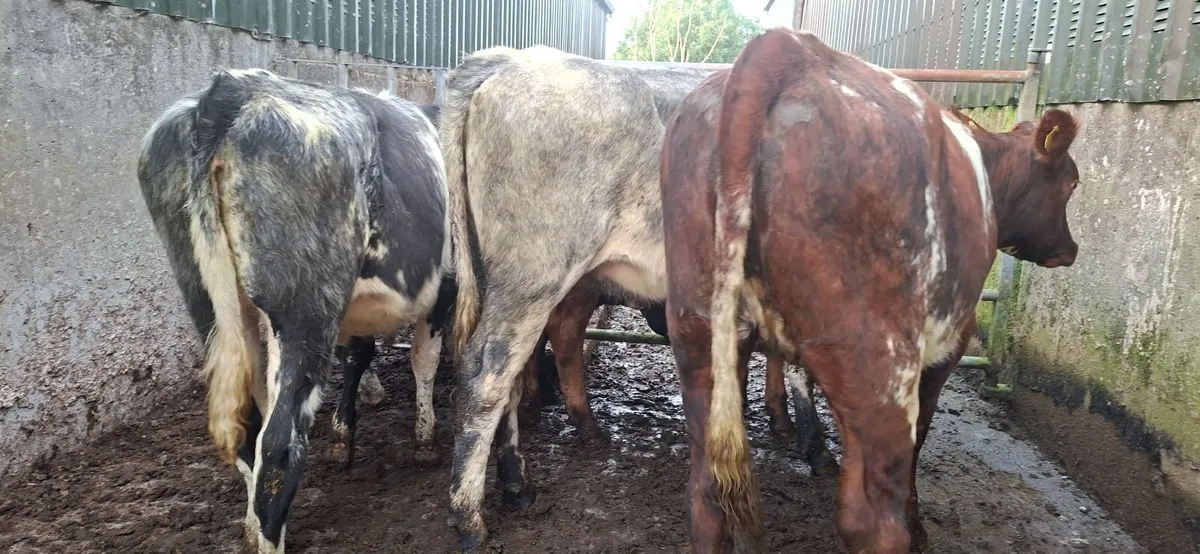 Roan Shorthorn  Heifers - Image 4