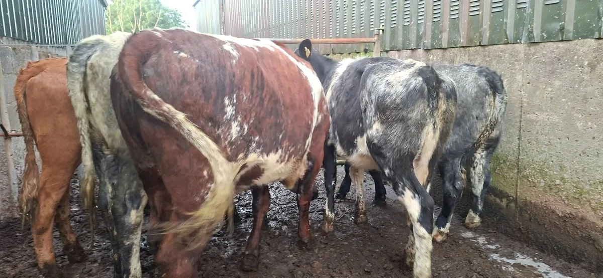 Roan Shorthorn  Heifers - Image 1