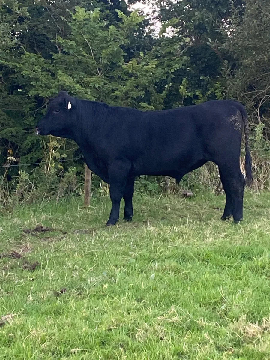 ⭐️ Pedigree Angus Bull ⭐️ - Image 1