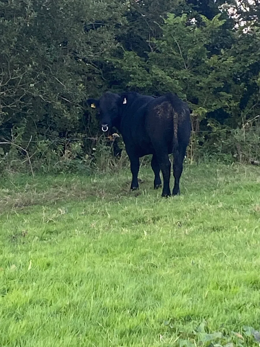 ⭐️ Pedigree Angus Bull ⭐️ - Image 2