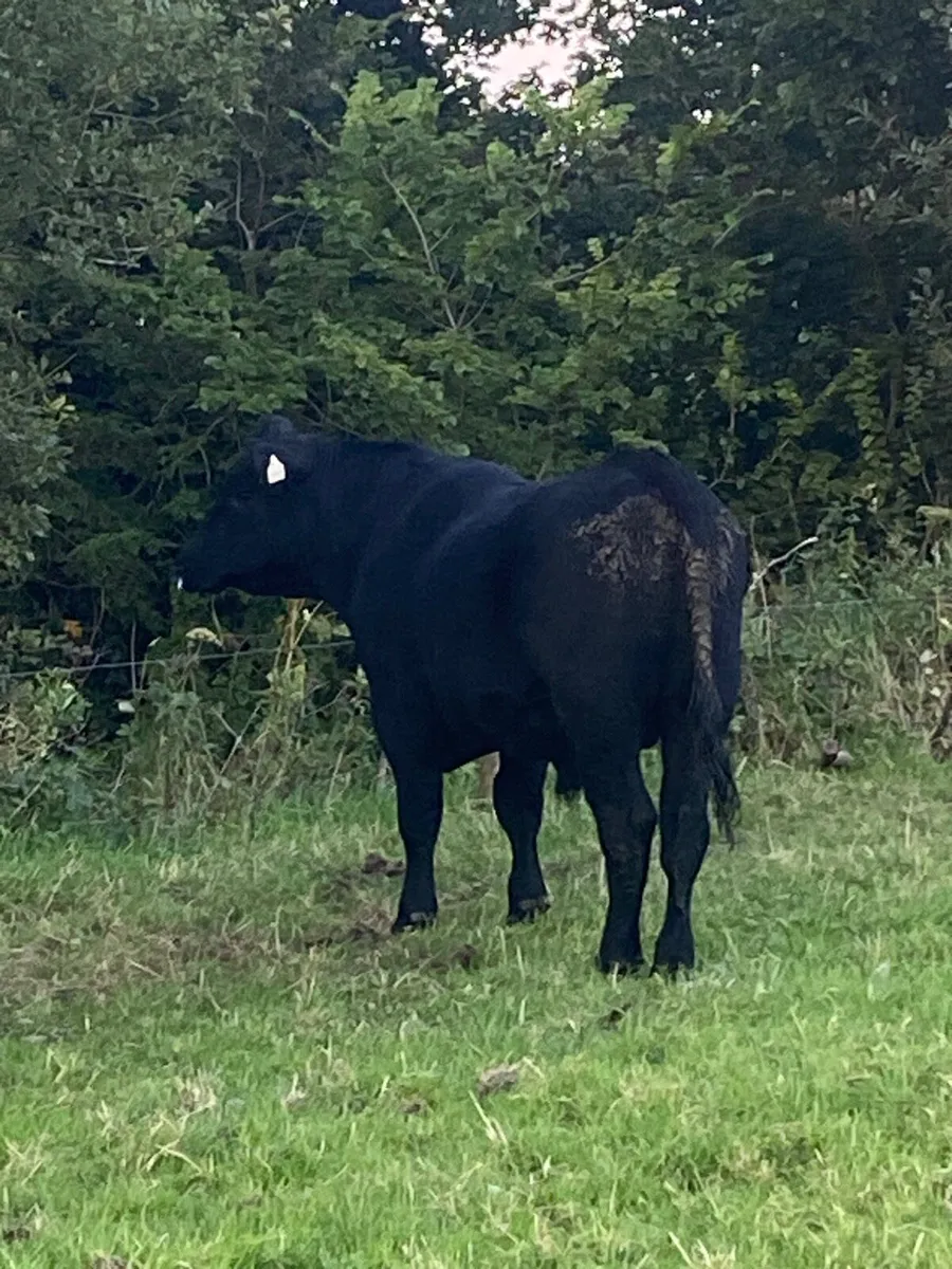⭐️ Pedigree Angus Bull ⭐️ - Image 3