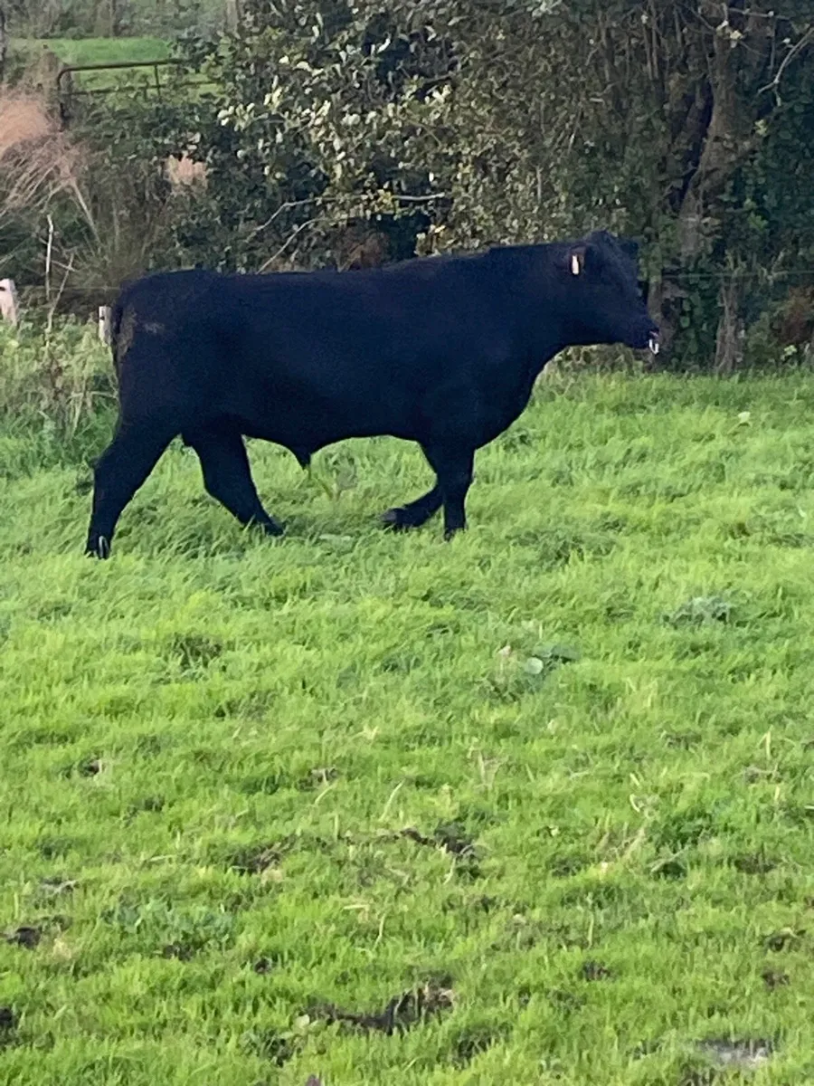 ⭐️ Pedigree Angus Bull ⭐️ - Image 4