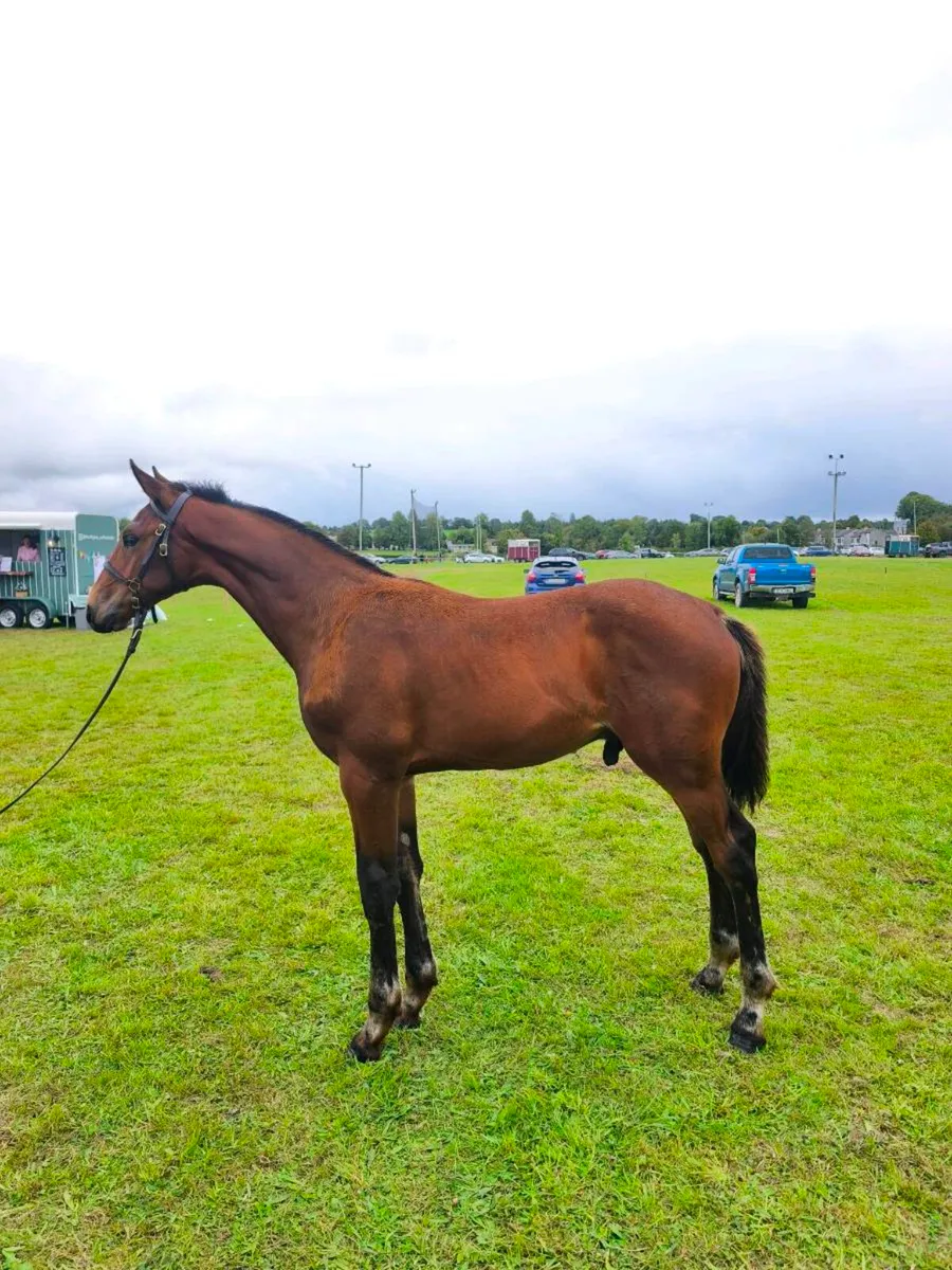 Colt foal - Image 1