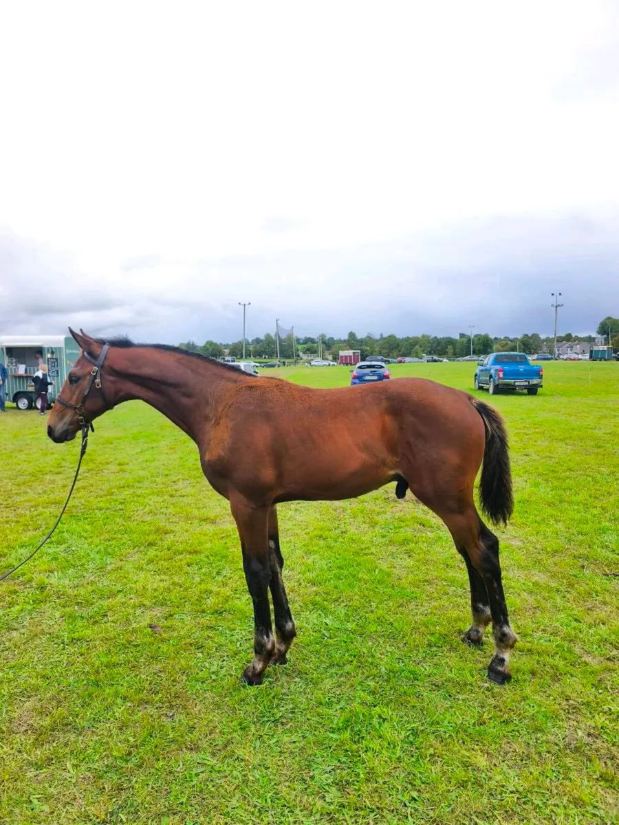 Colt foal - Image 2