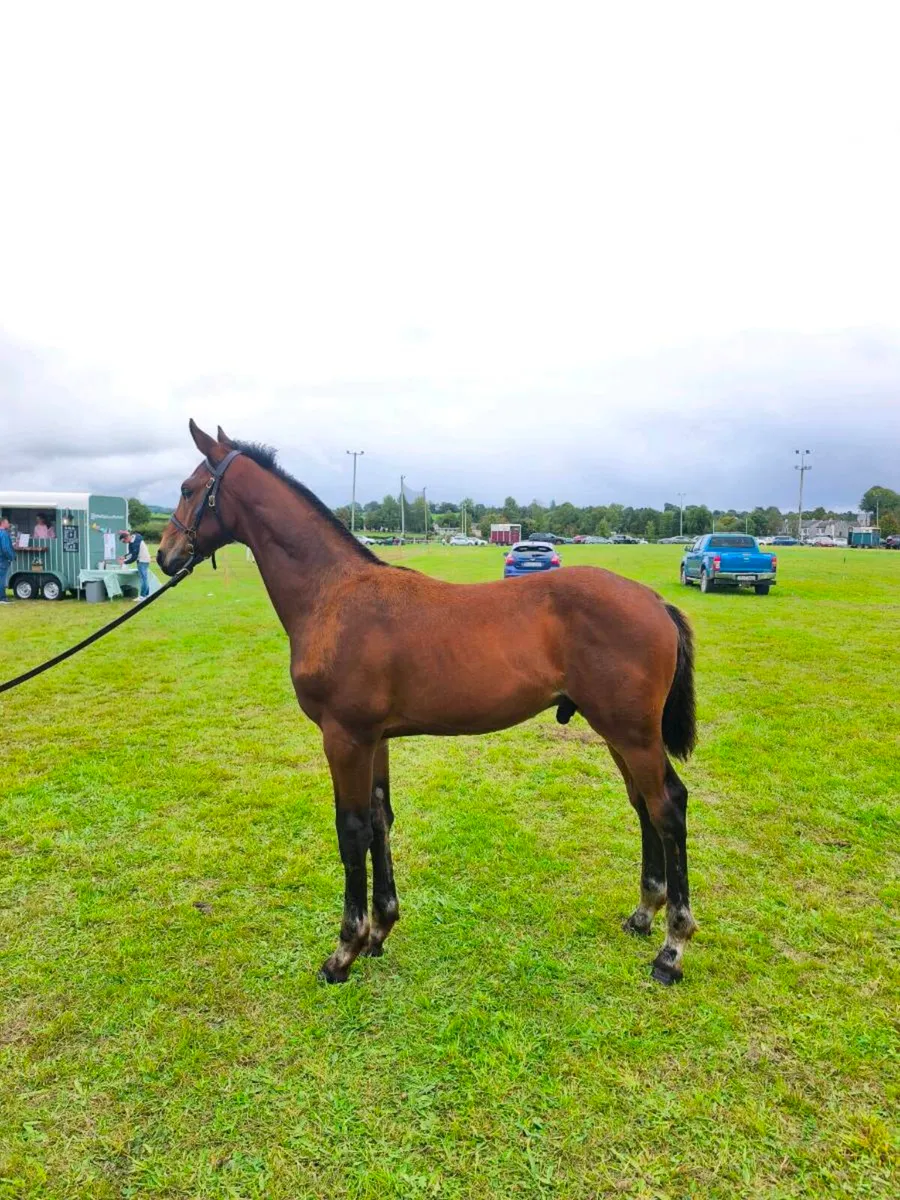 Colt foal - Image 3