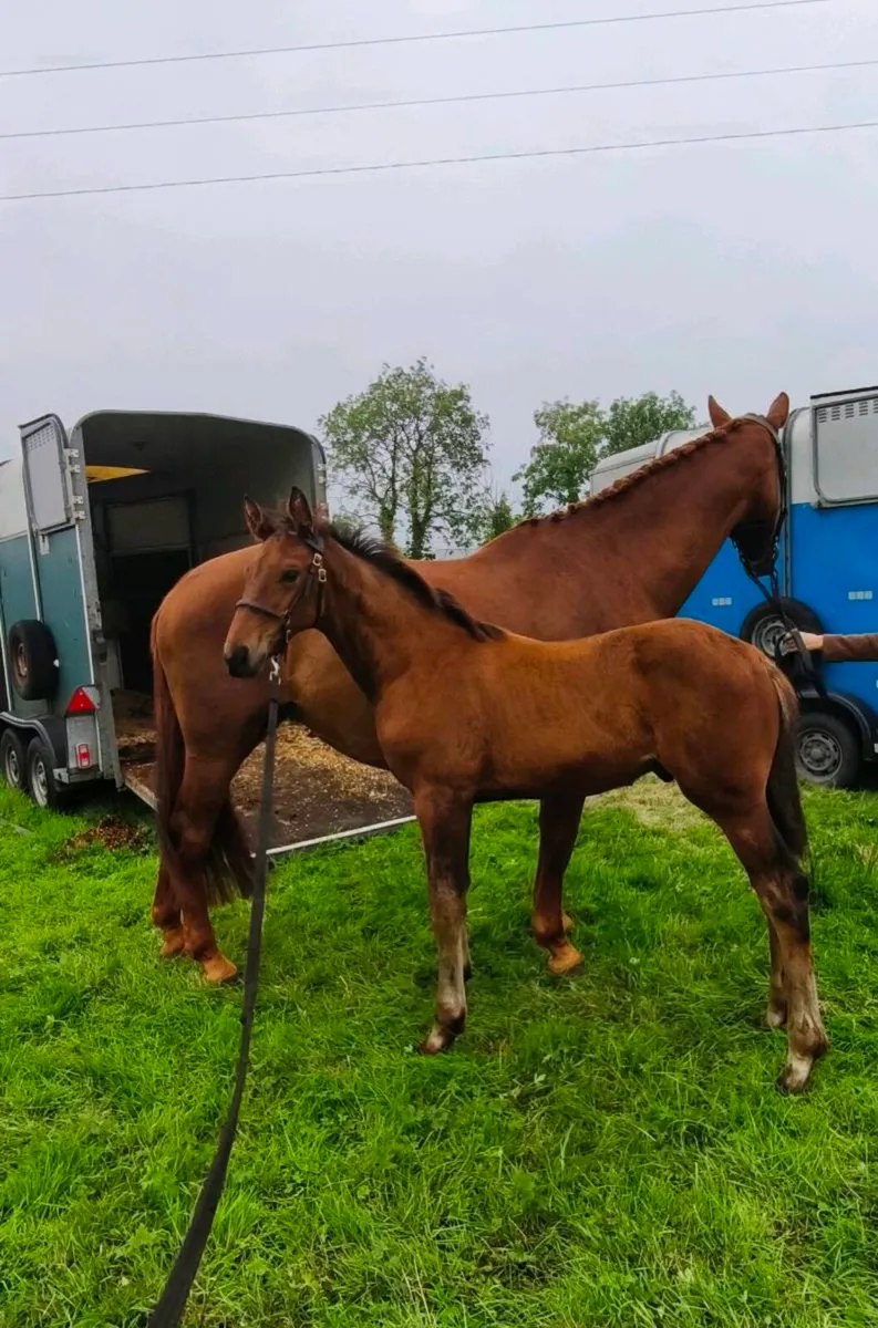 Colt foal - Image 4
