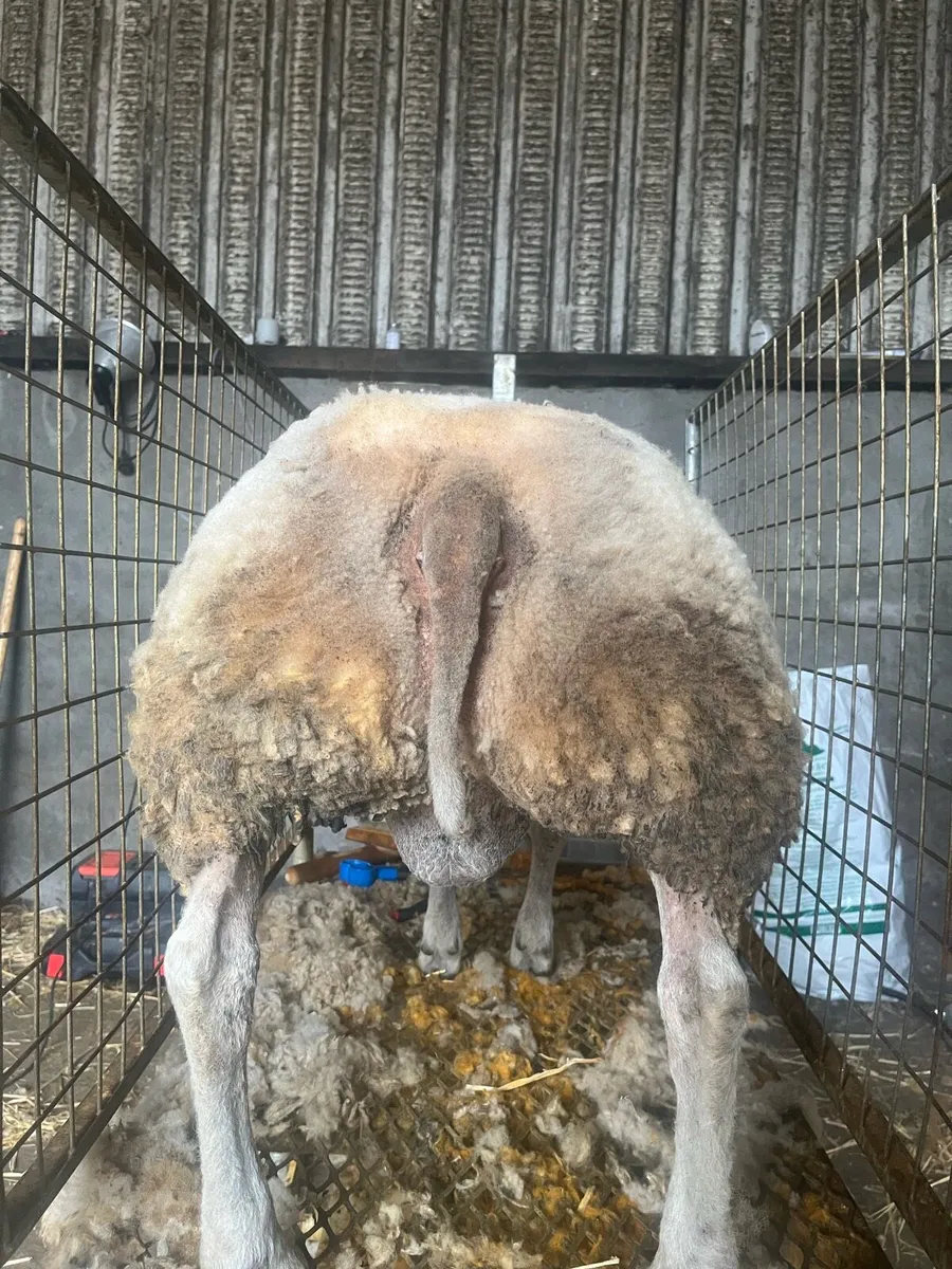 Super team of pb and hybrid ram lambs and hoggets - Image 3