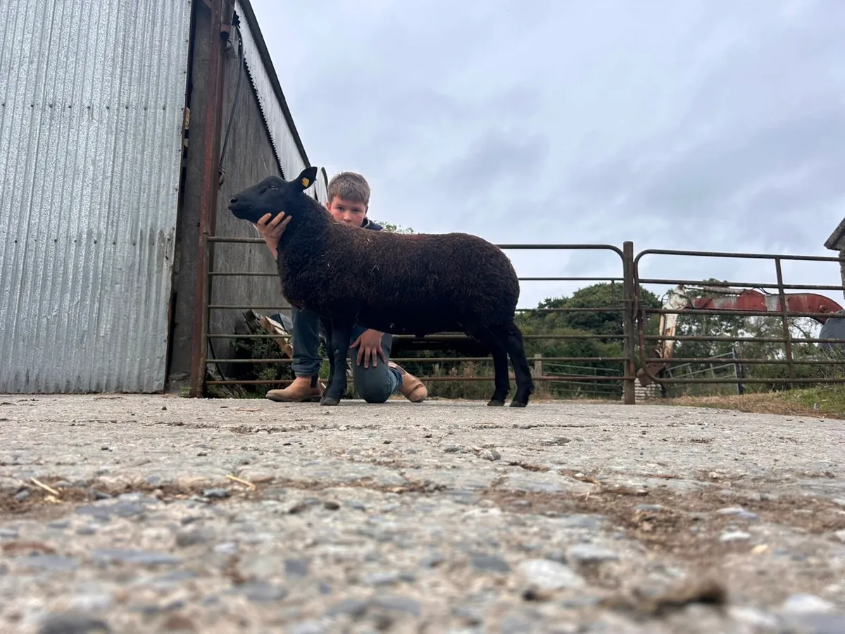 Super team of pb and hybrid ram lambs and hoggets - Image 2
