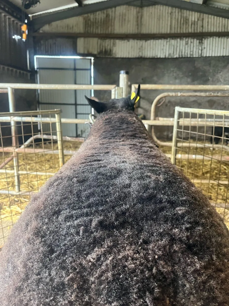 Super team of pb and hybrid ram lambs and hoggets - Image 4