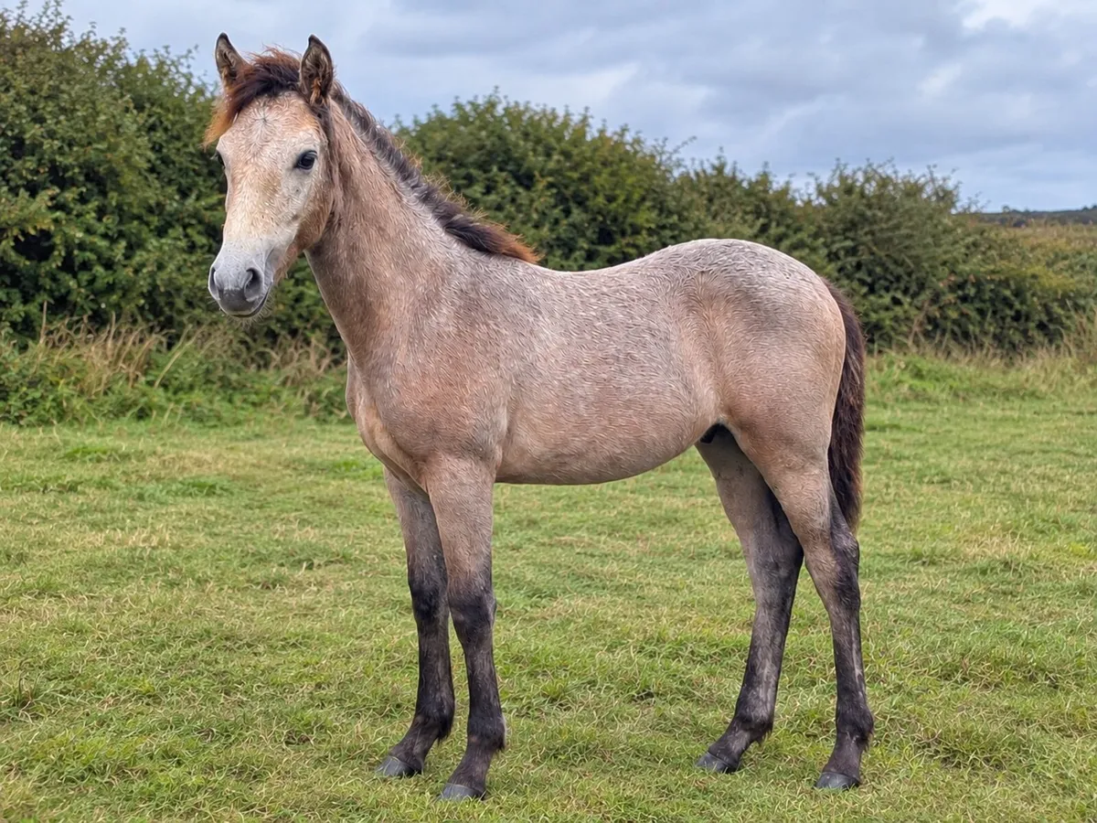 Registered Connemara Colt Foal - Teach Mor Cormac - Image 1