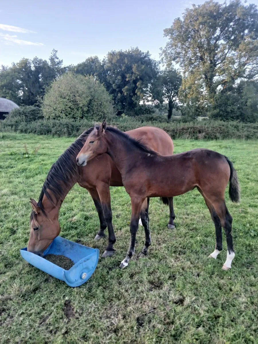Filly Foal - Image 2