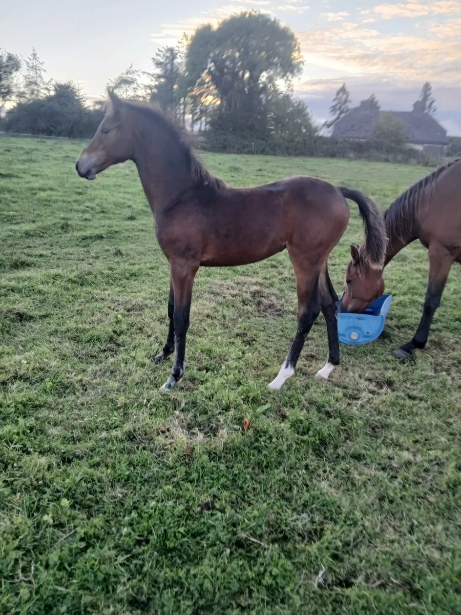 Filly Foal - Image 3