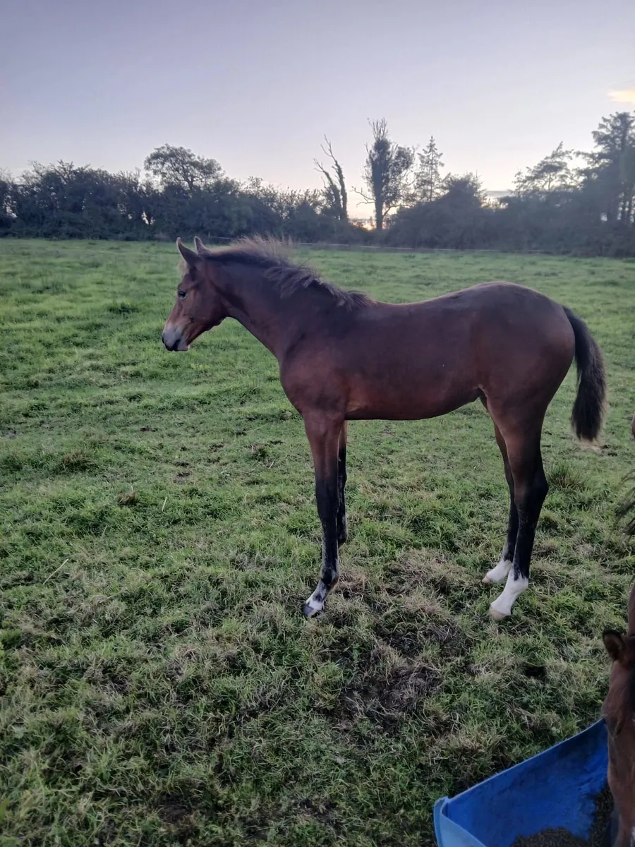 Filly Foal - Image 1