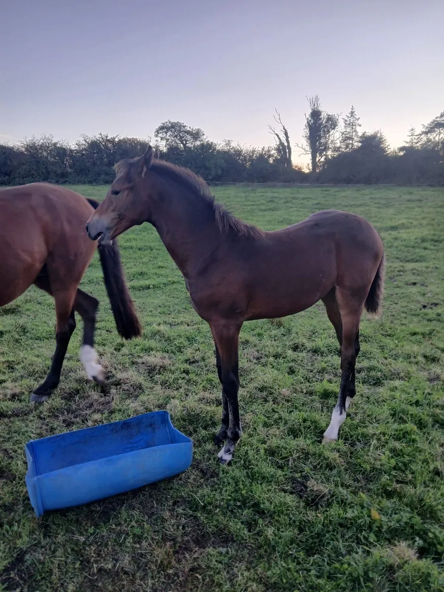 Filly Foal - Image 4