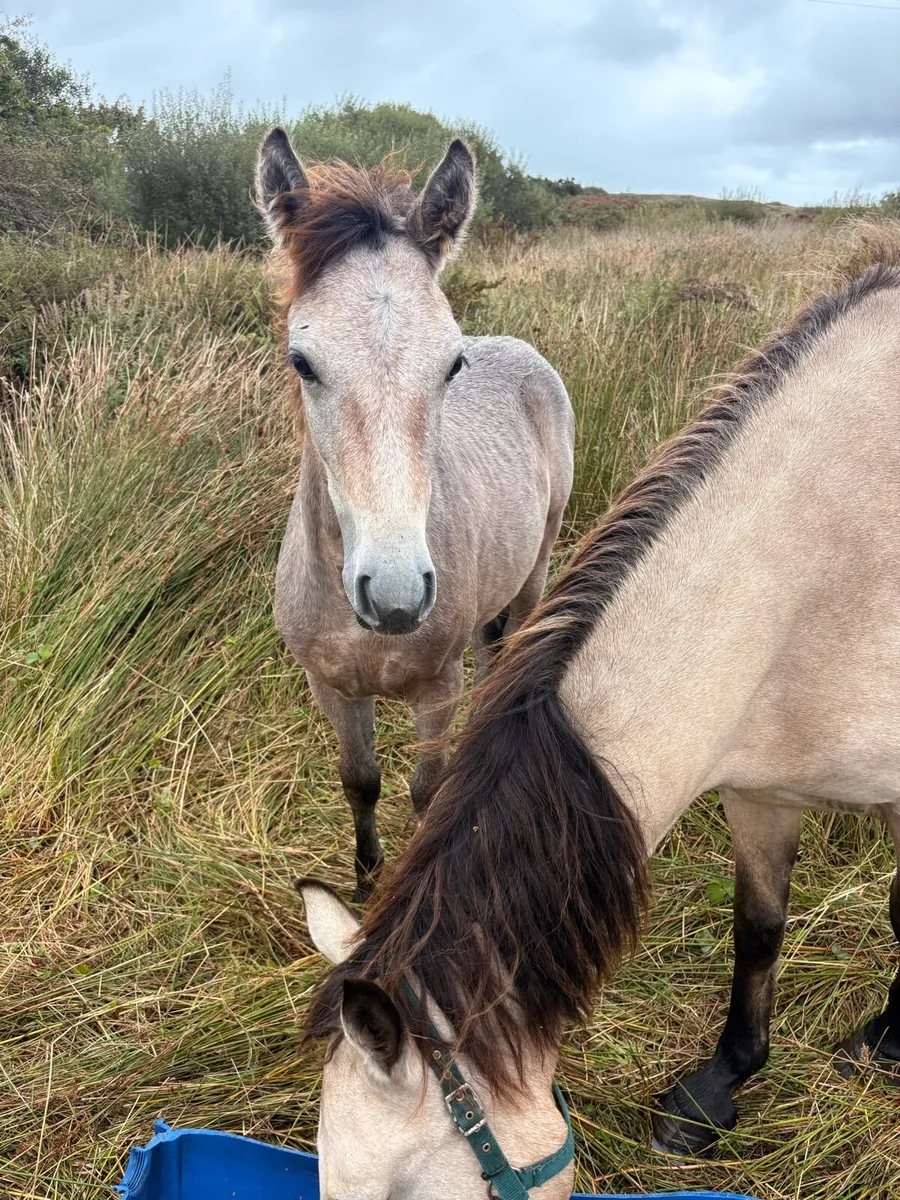Registered Connemara Colt Foal - Teach Mor Cormac - Image 2