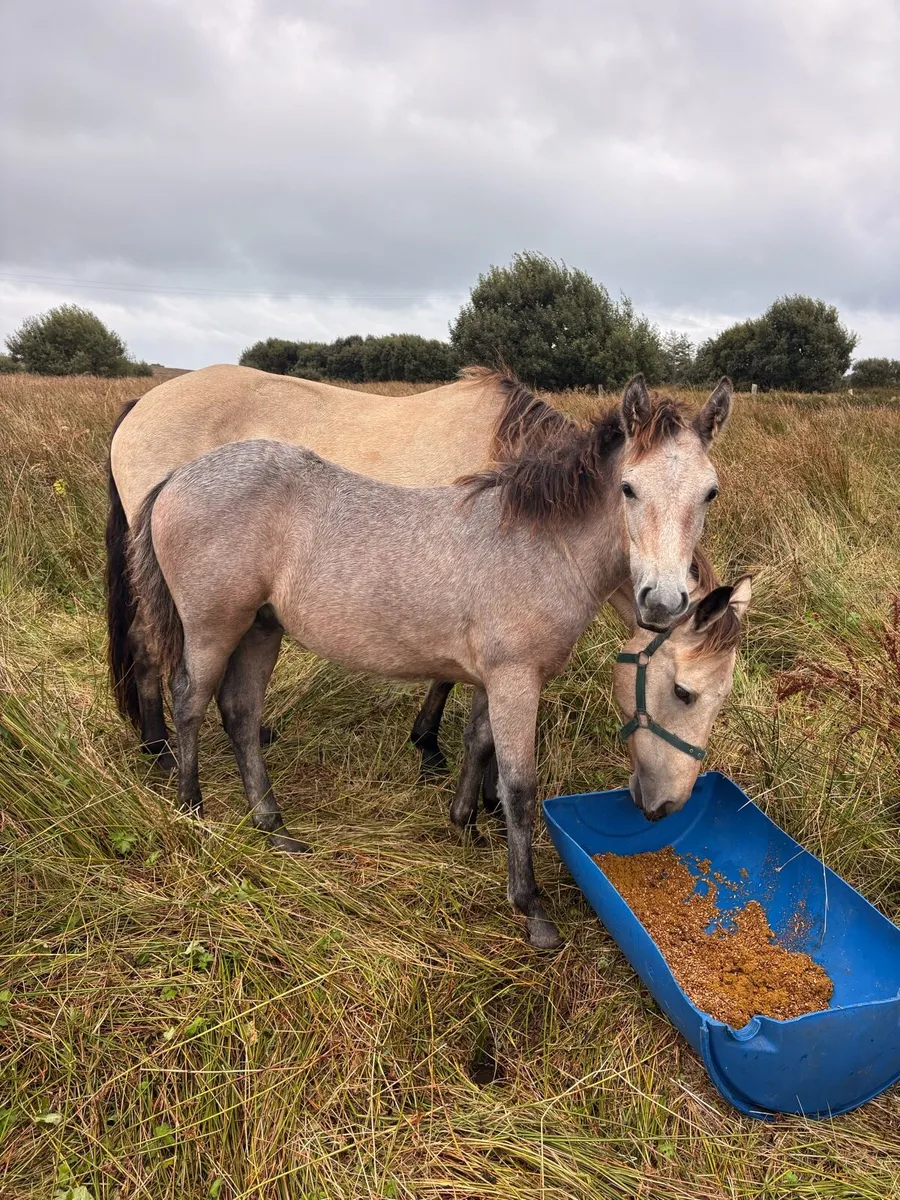 Registered Connemara Colt Foal - Teach Mor Cormac - Image 3