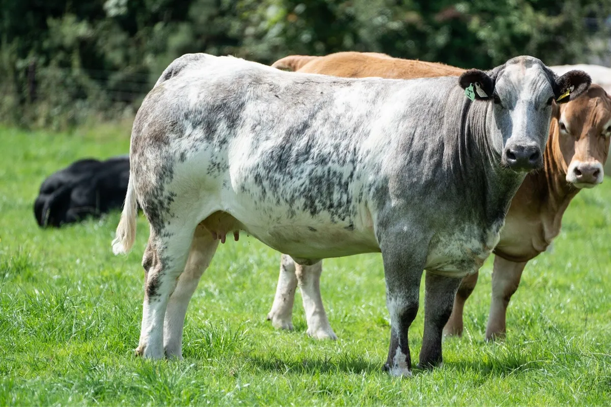 In-Calf Heifers - Image 2