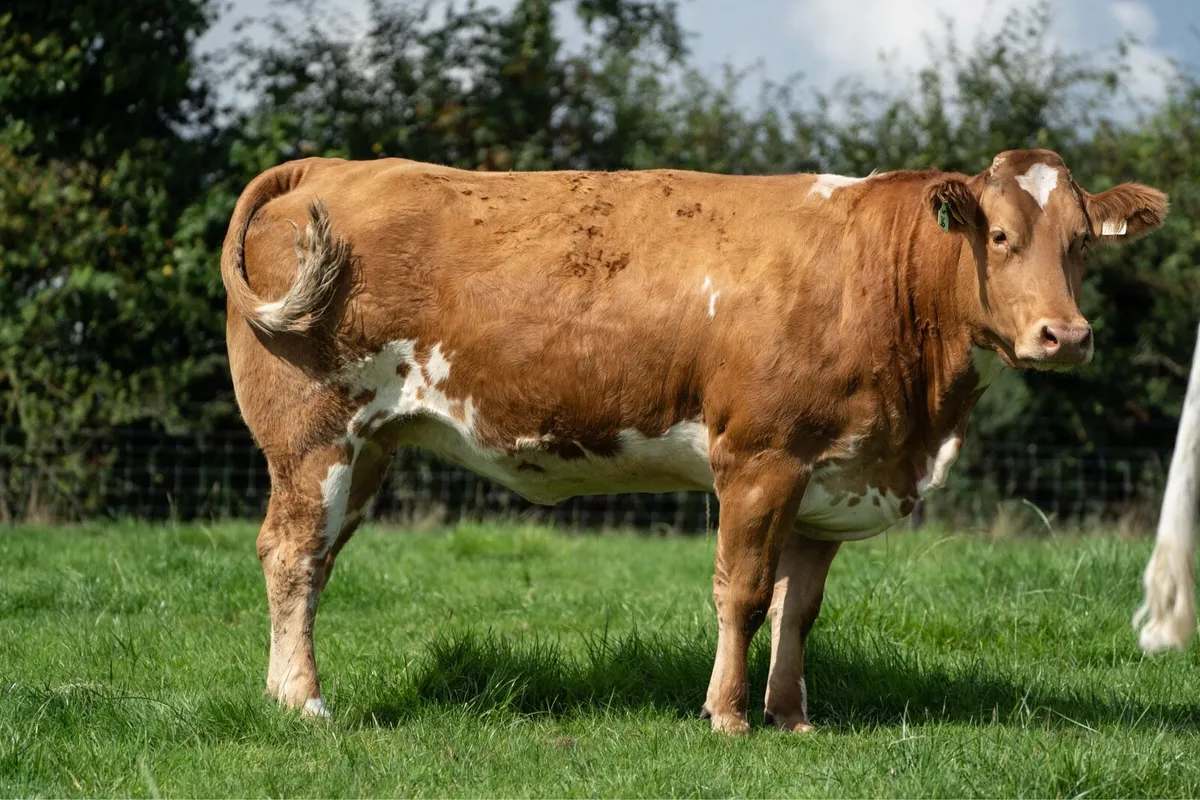 In-Calf Heifers - Image 4