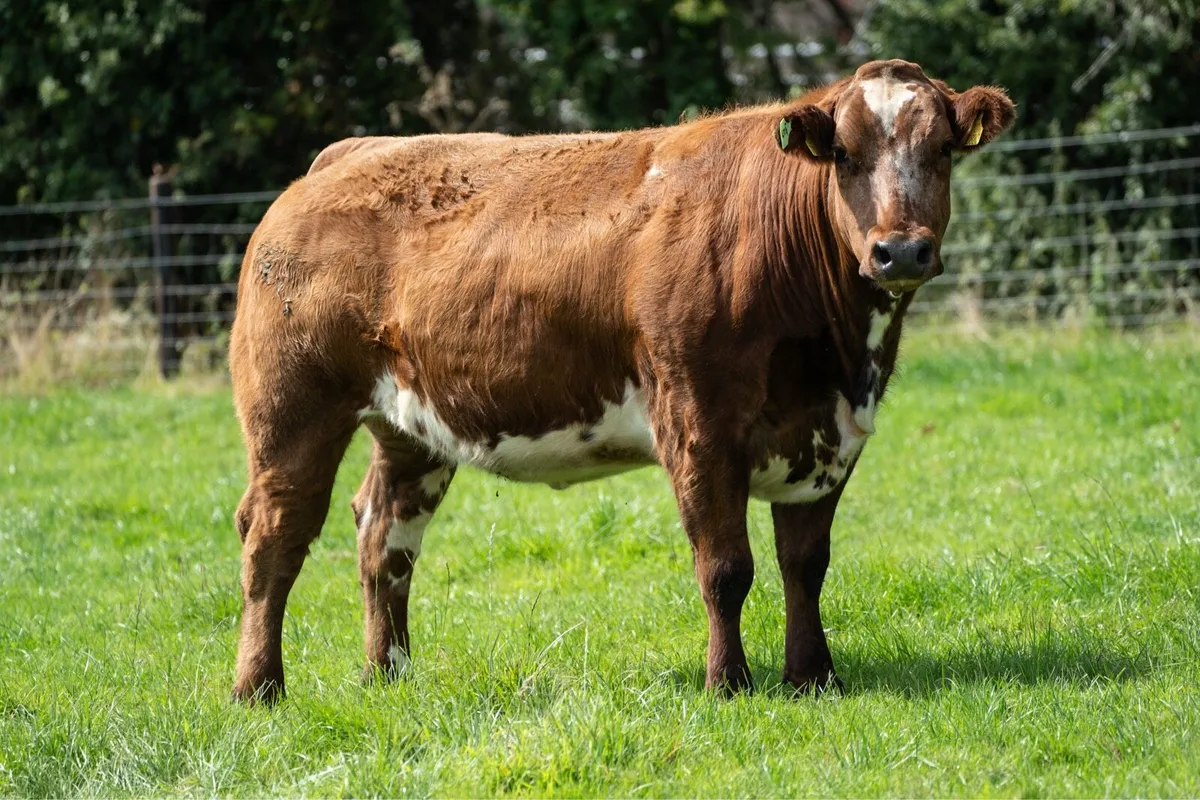 In-Calf Heifers - Image 3