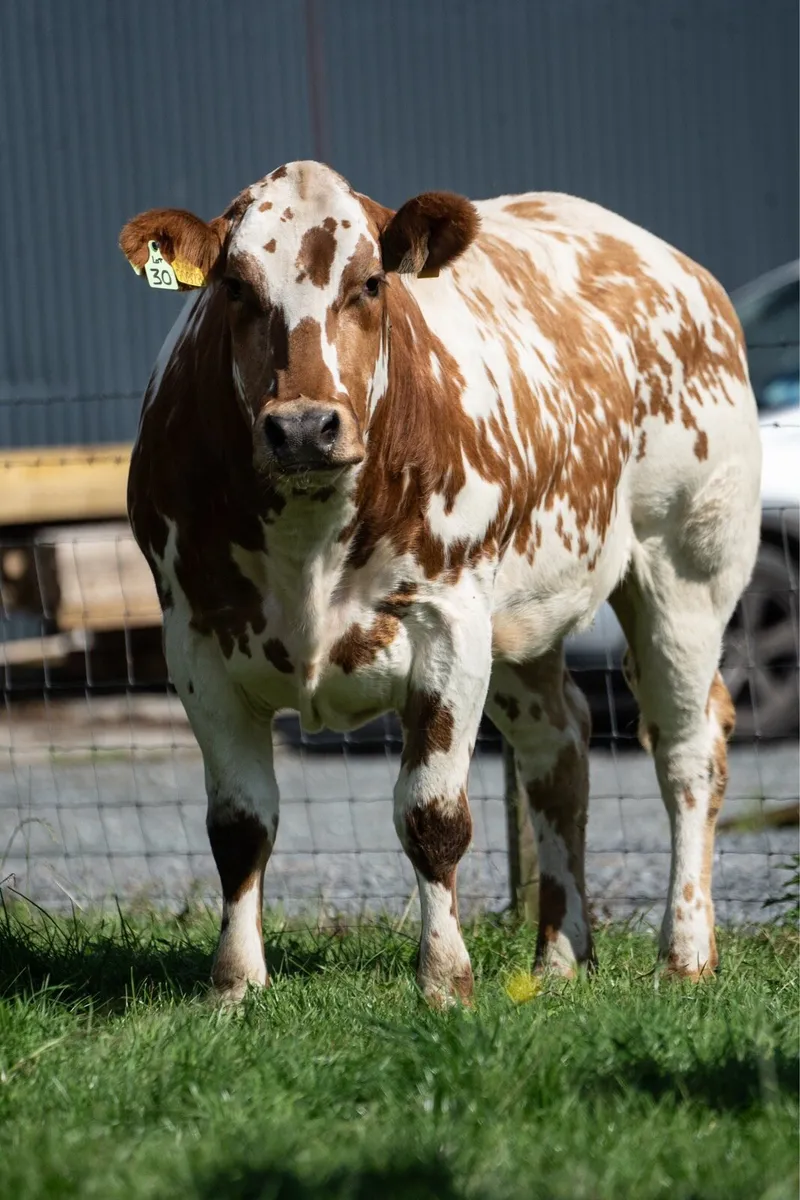 In-Calf Heifers - Image 1