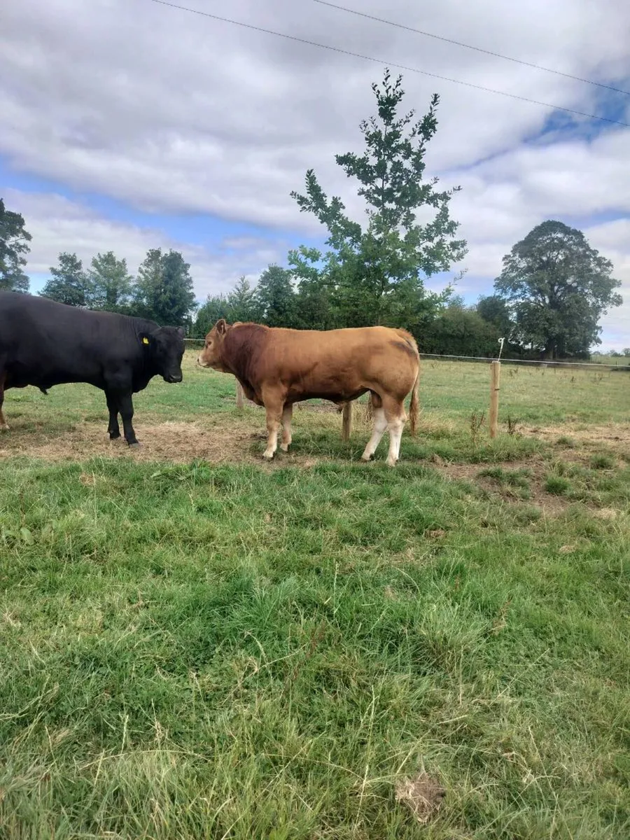 PBR Limousin Bulls - Image 3