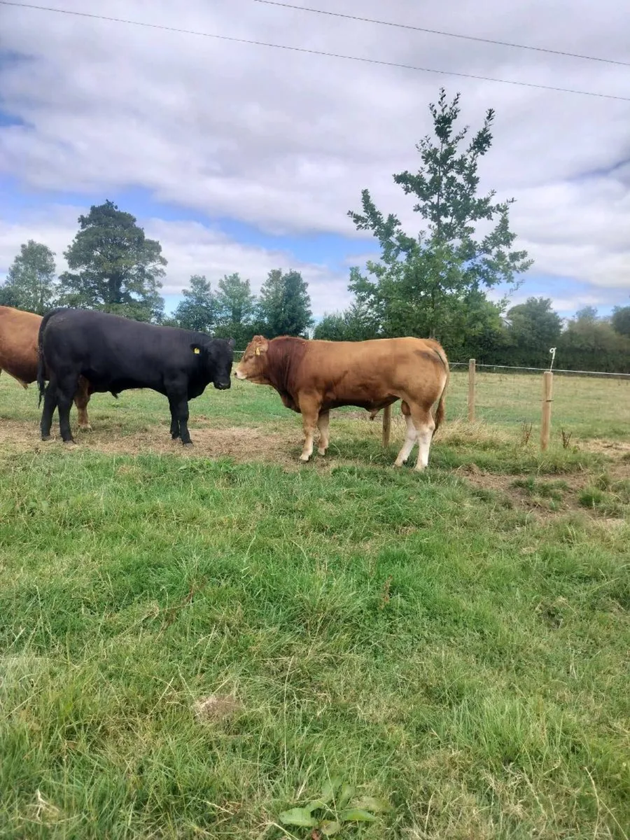 PBR Limousin Bulls - Image 4