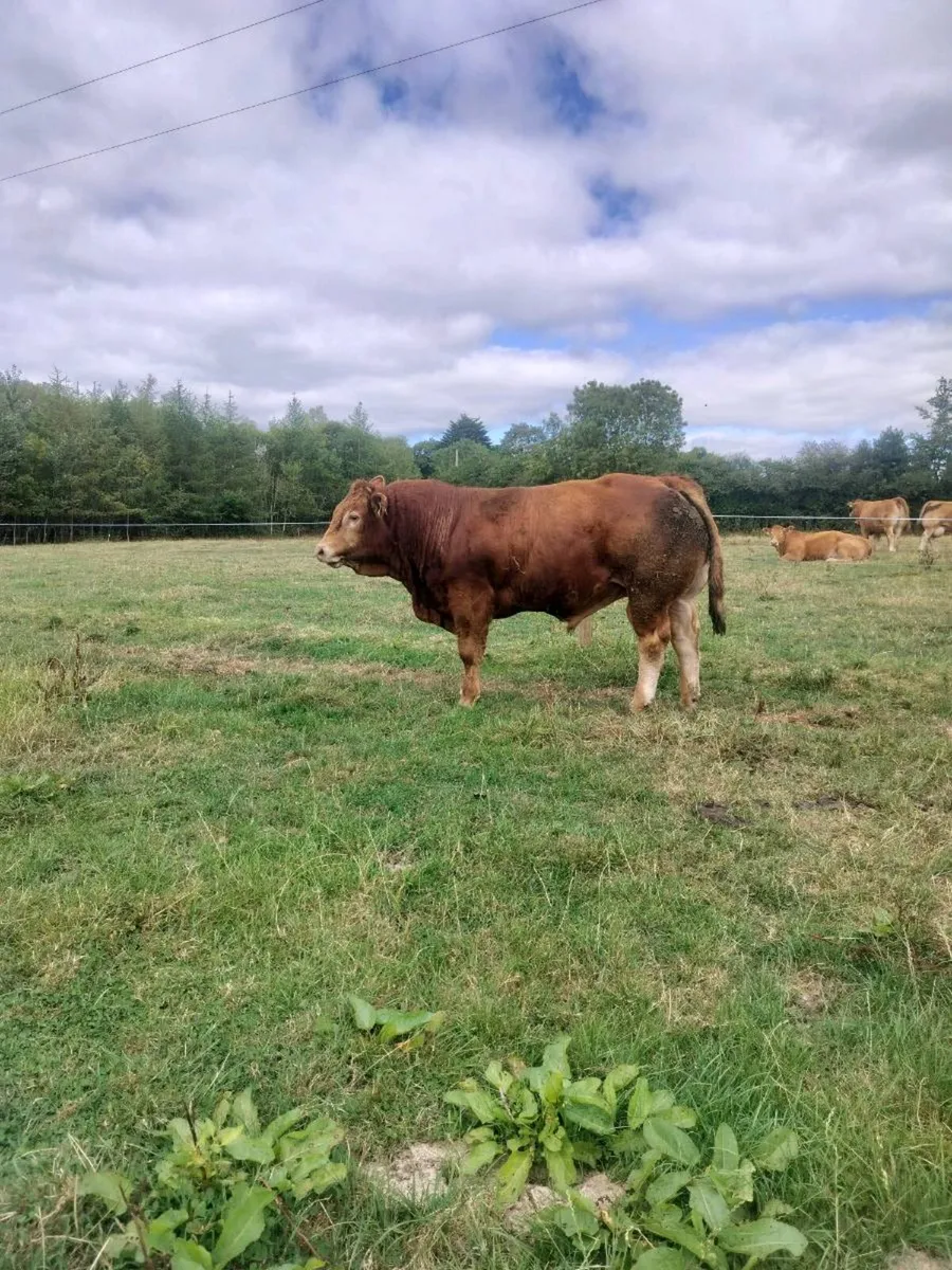 PBR Limousin Bulls - Image 1