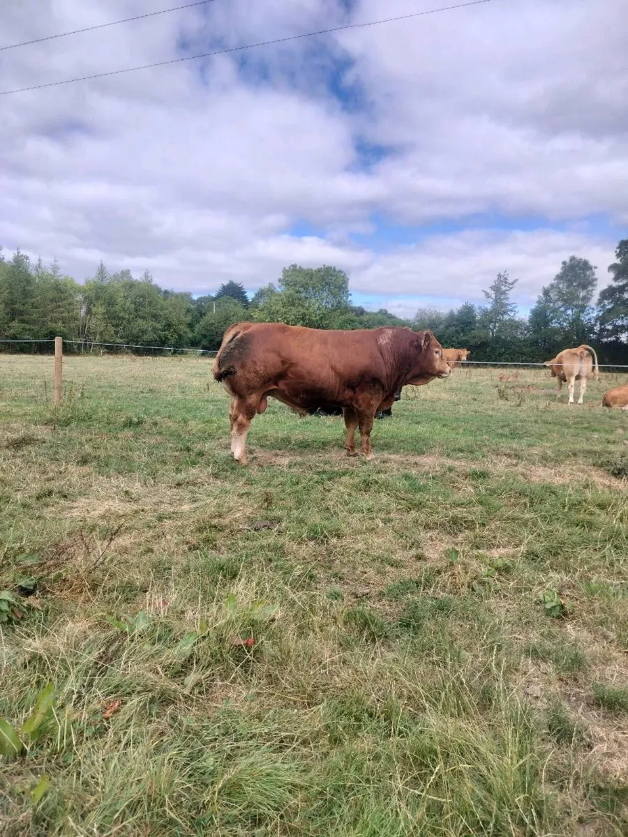 PBR Limousin Bulls - Image 2