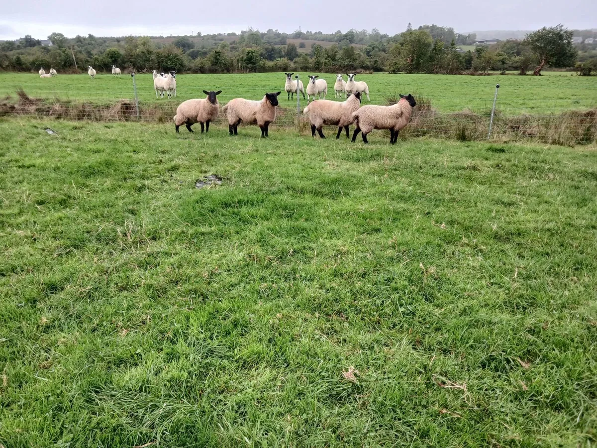 Suffolk Mule and Belclare Mule Ewe lambs - Image 2