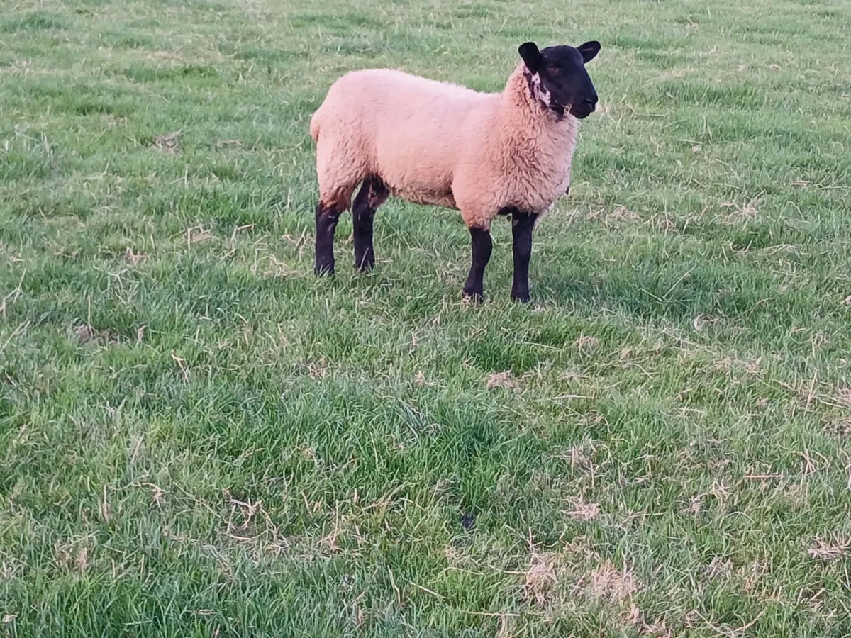 Suffolk Mule and Belclare Mule Ewe lambs - Image 1