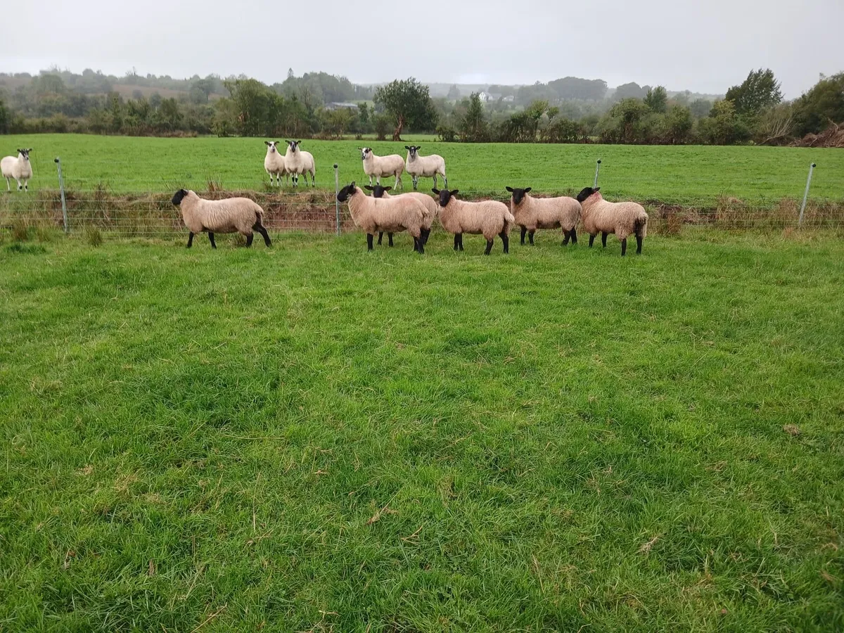 Suffolk Mule and Belclare Mule Ewe lambs - Image 3