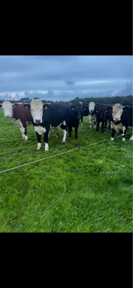 Store bullocks - Image 3