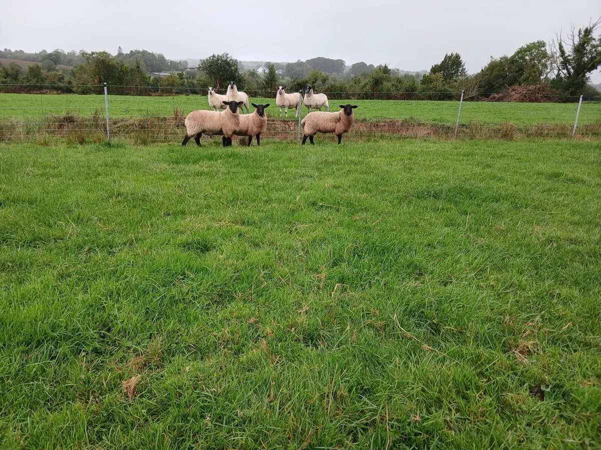 Suffolk Mule and Belclare Mule Ewe lambs - Image 4