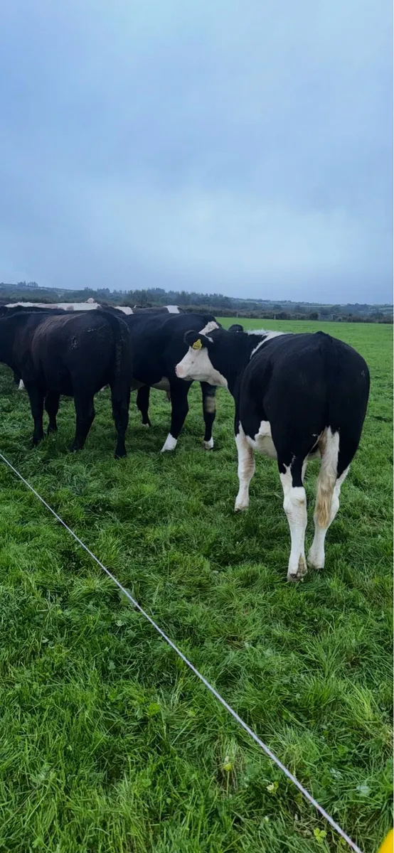 Store bullocks - Image 4