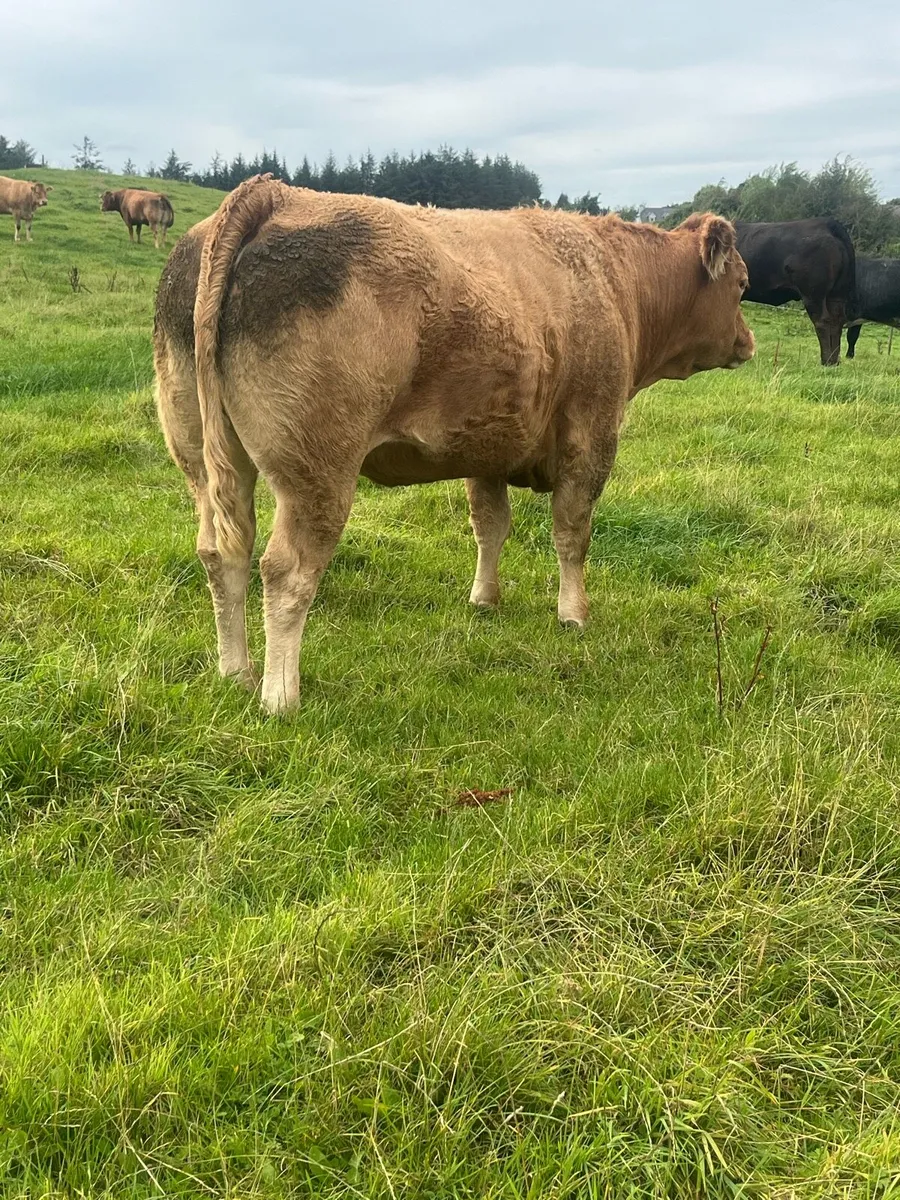 ***springer sale Castlerea mart*** - Image 2